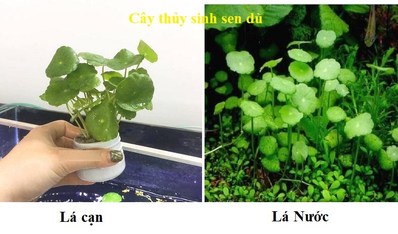 3 Giỏ Cây thủy sinh cho bể thủy sinh bể cá cảnh