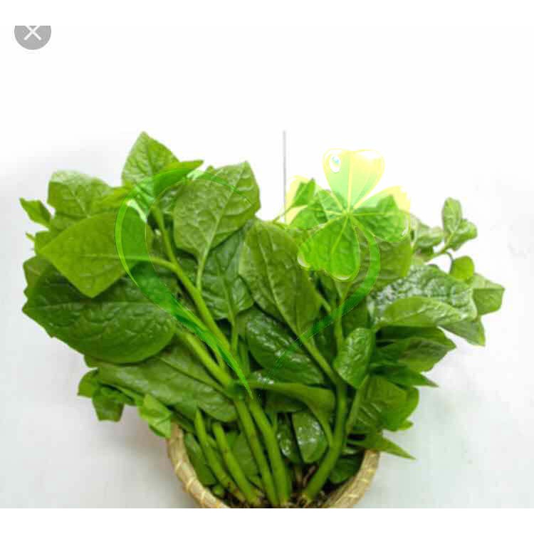 Hạt giống mồng tơi xanh - gói 20 gram