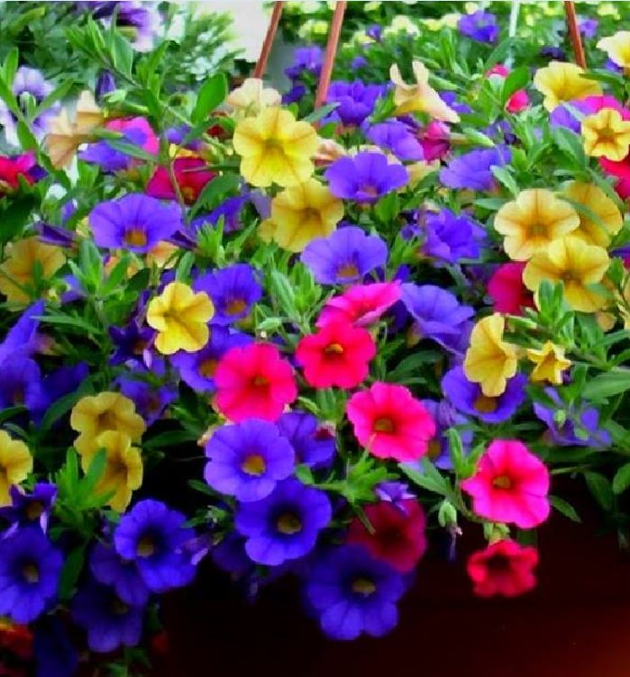 Hạt giống hoa triệu chuông mix màu ( gói50hạt )