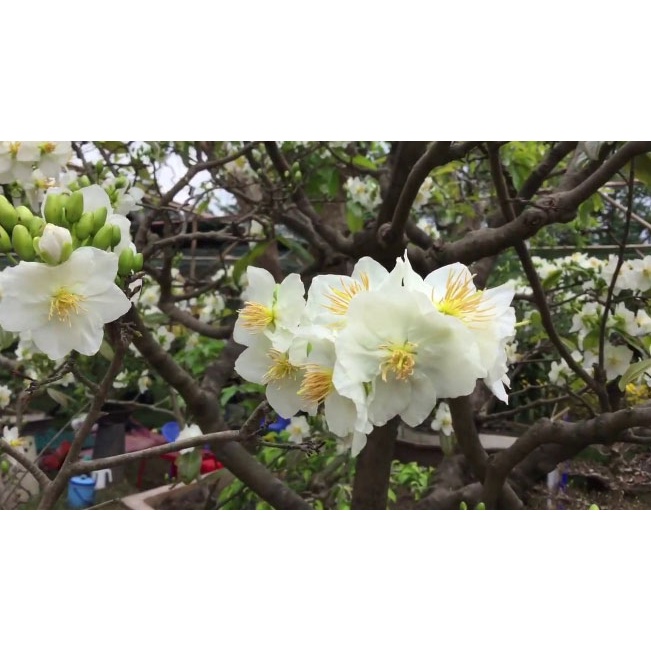 CÂY GIỐNG BẠCH MAI