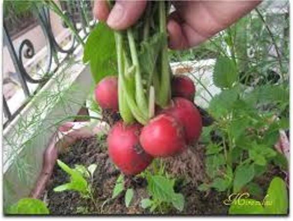 Hạt giống củ cải đỏ tí hon F1 - ( 5gram/gói )