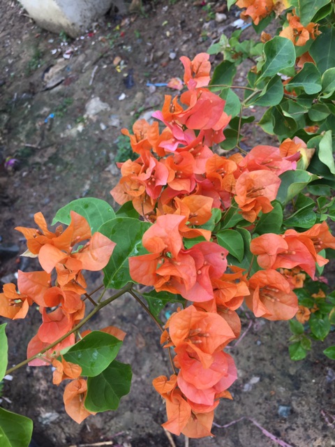 Hoa giấy đỏ cam