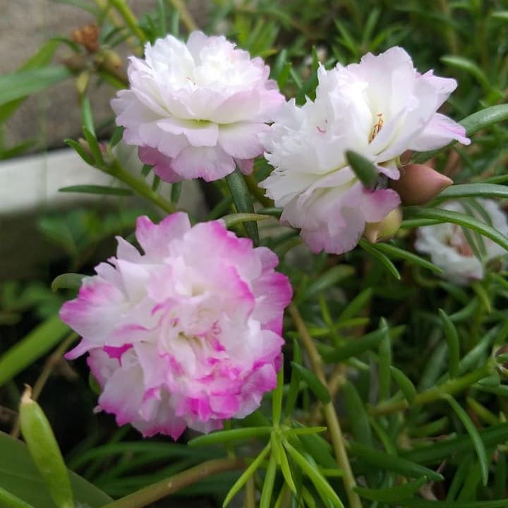 100 Hạt giống hoa 10h mỹ