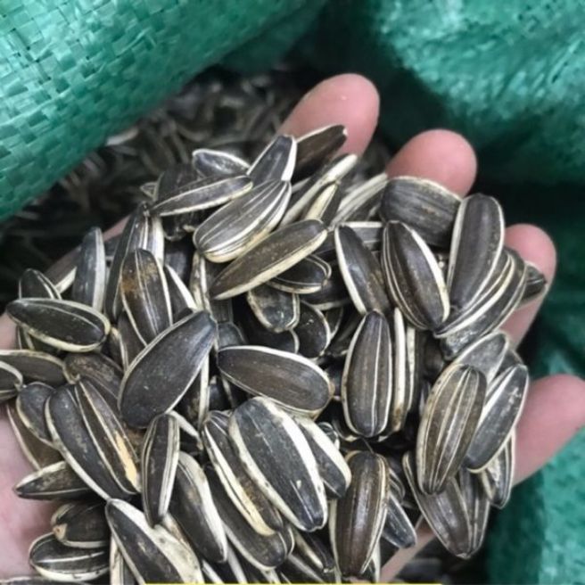 sỉ toàn quốc 1kg hạt hướng dương sống