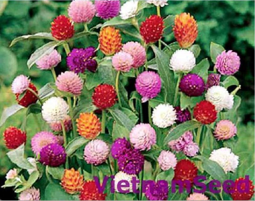 Hạt Giống Hoa Cúc Bách Nhật Mix  - Gói 100 hạt