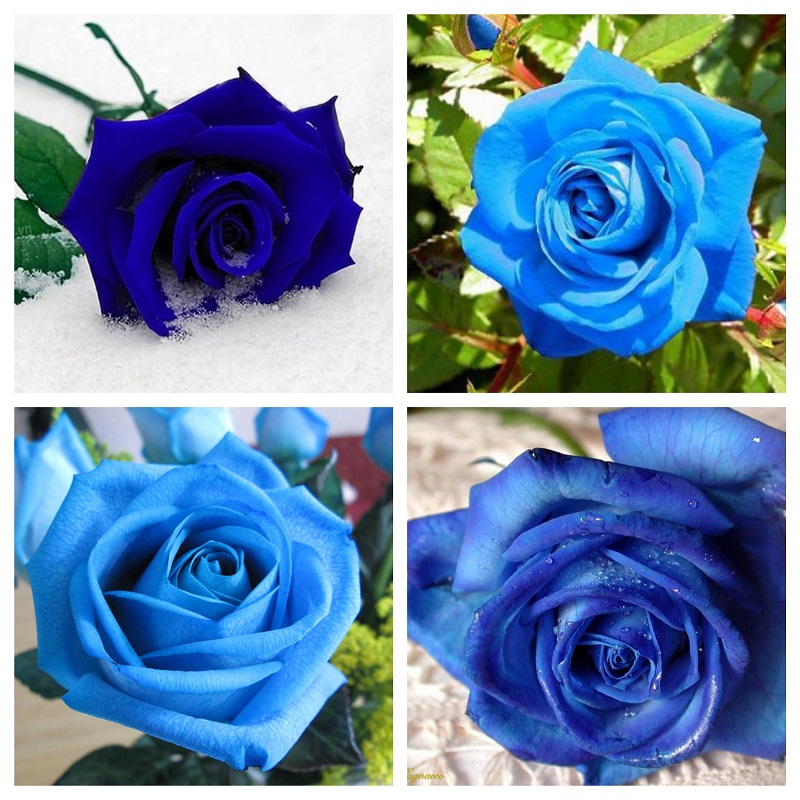 Bộ 3 gói Hạt giống hoa hồng xanh - tặng 1 gói  thuốckích hạt nảy mầm