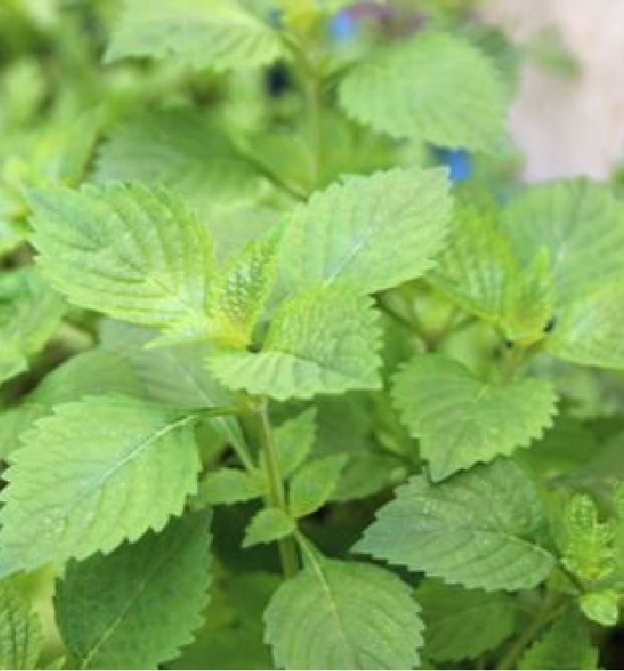 Hạt Giống Rau Kinh Giới - 2gram/gói - VTNN2