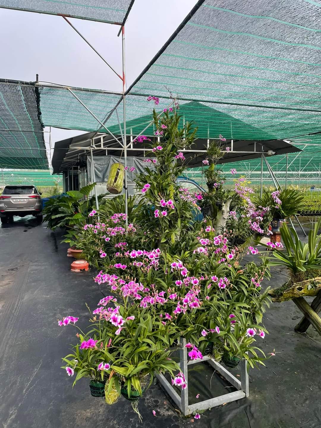 hoa lan yaya mini trưởng thành