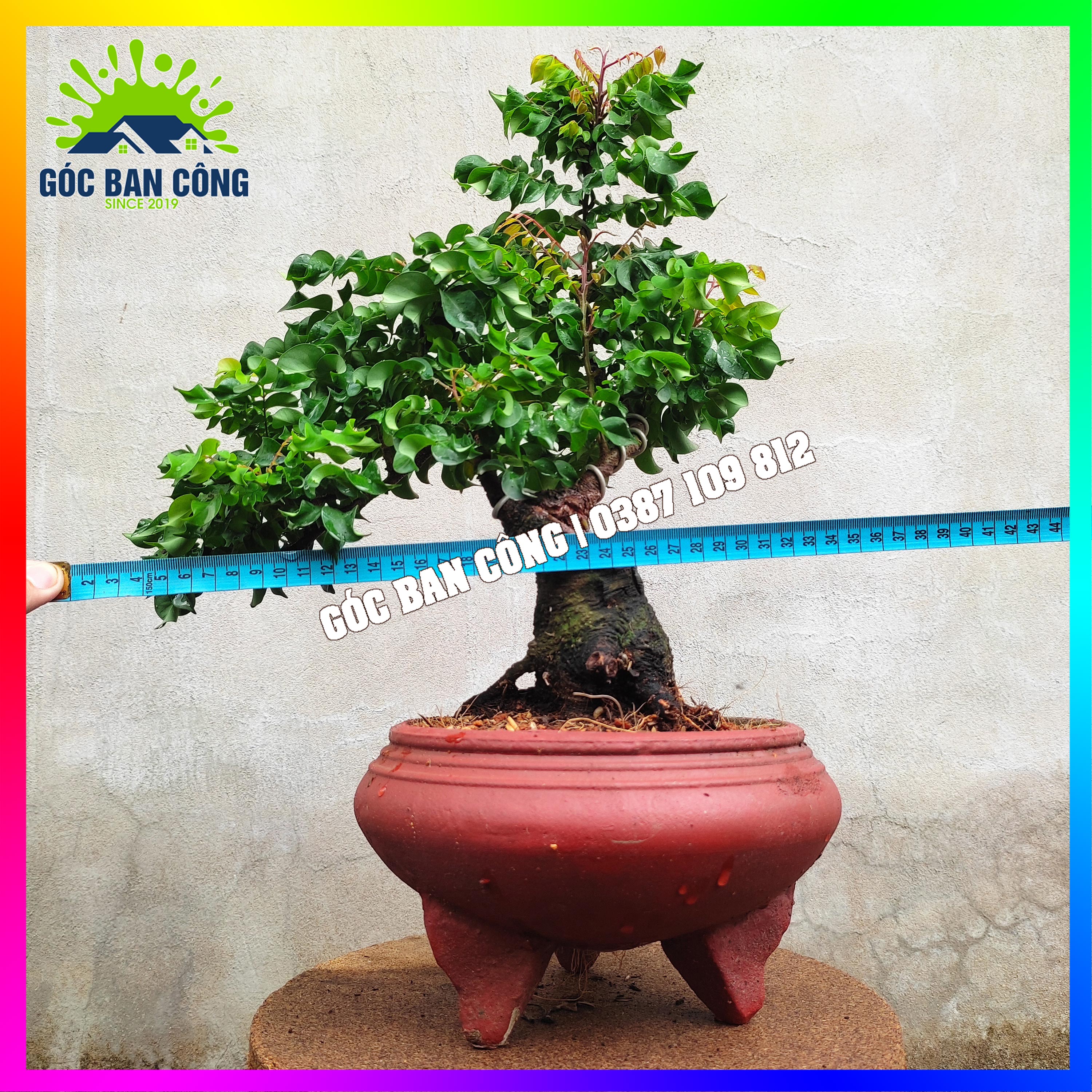 Cây Khế Bonsai Mini - KT01