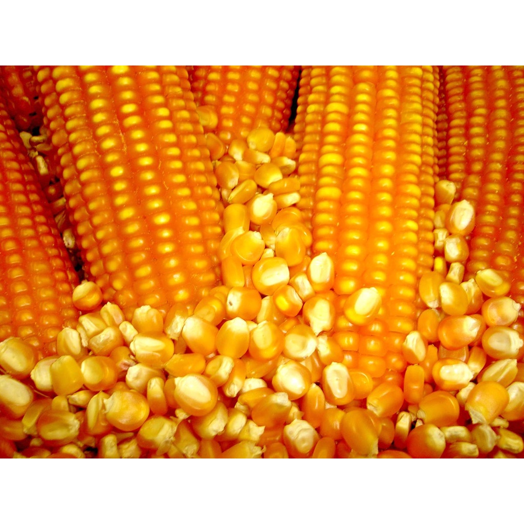 Đầu béc bình xịt DUDACO 1-2 lít