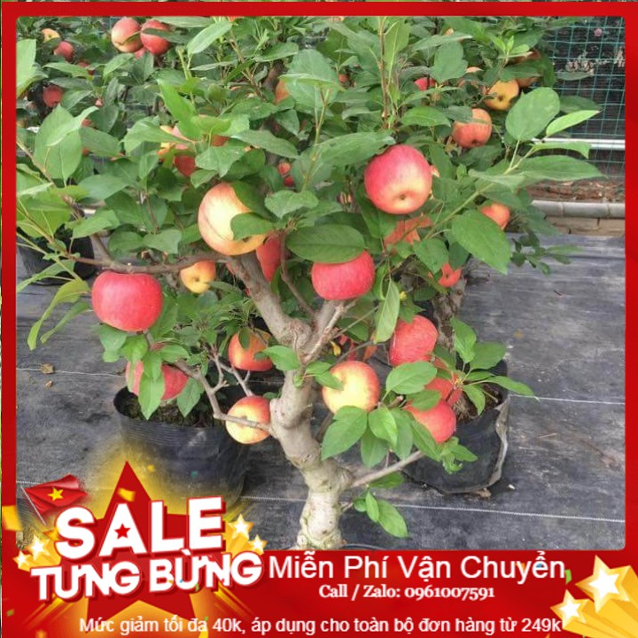 Hạt giống táo đỏ lùn - 10 hạt