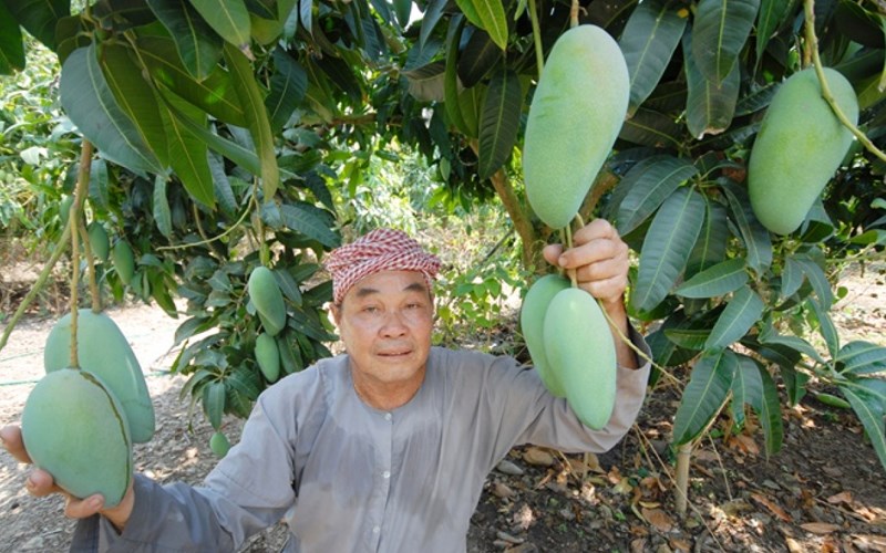 Cây giống Xoài Tượng [ Trái siêu to nặng 1 kg ]. [ Cây ghép siêu sớm ].