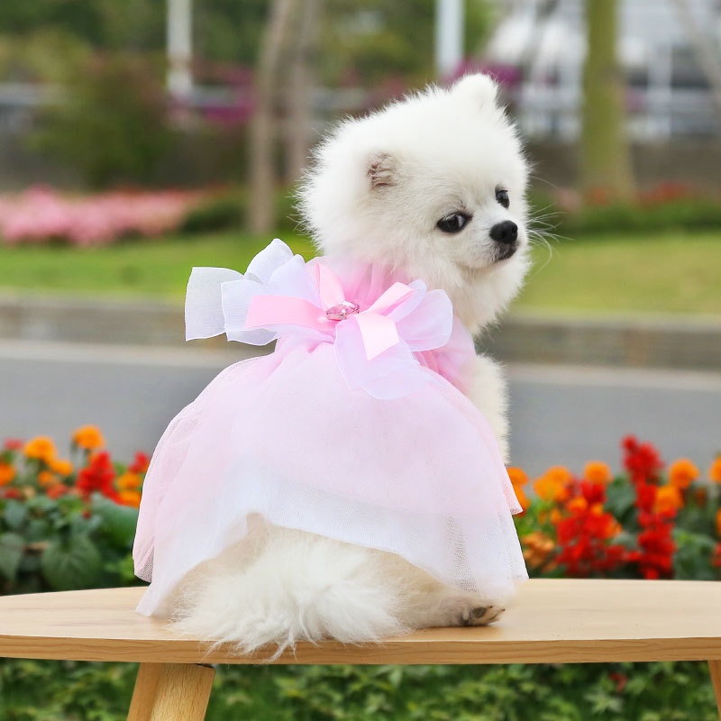 Áo vest và váy đám cưới dành cho chó mèo