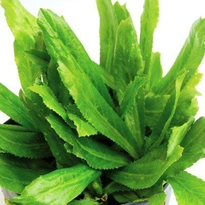 Hạt Giống Rau Mùi Tàu Rau Răng Cưa