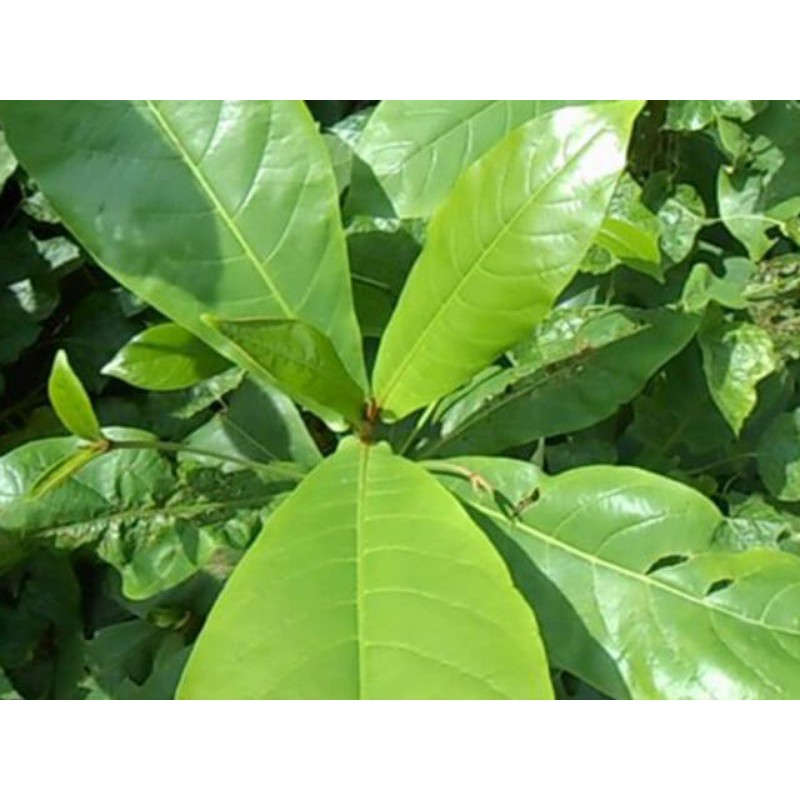 [HCM]Lá bàng tươi có đơn mới hái 200g
