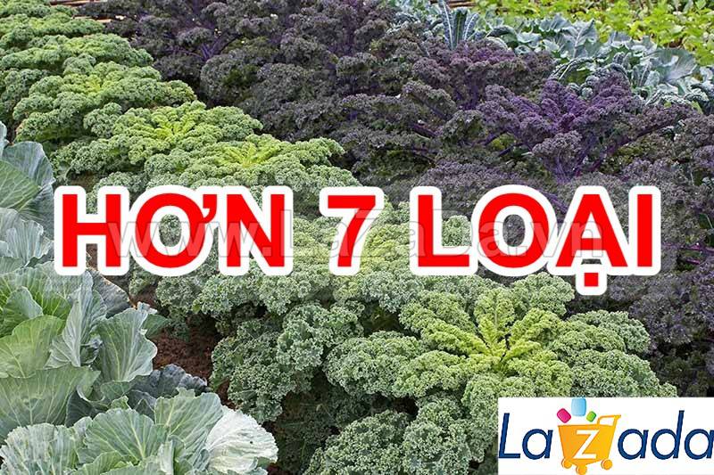 5GR 1000.HẠT Hạt Giống Cải Xoăn Kale Crazy Mix (| B19*W55)
