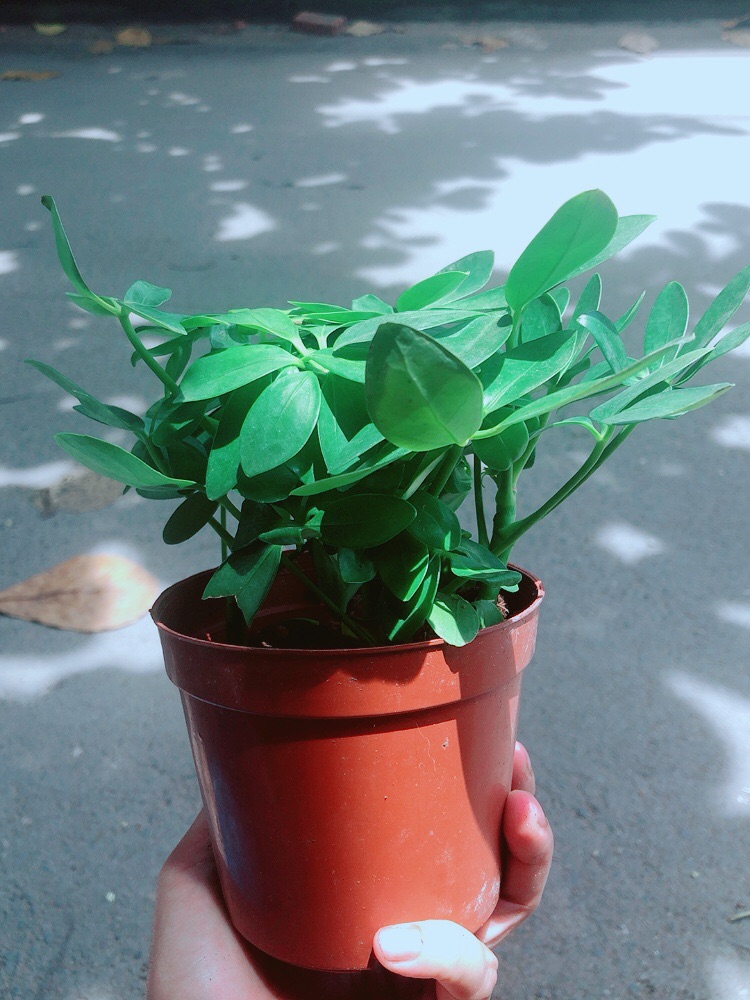 Cây Ngũ Gia Bì Để Bàn