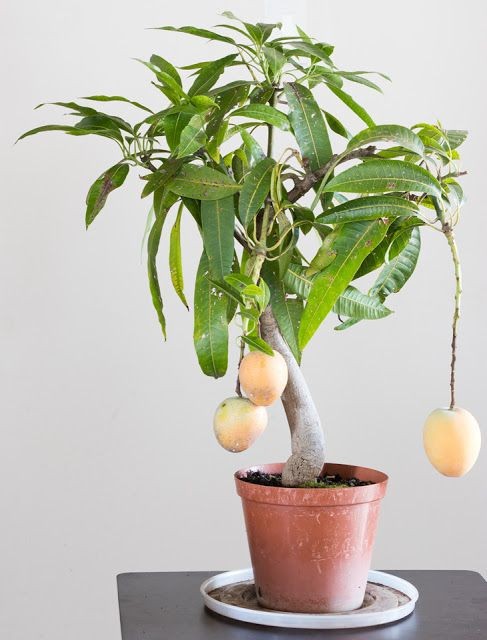 CÂY XOÀI GIỐNG TRỒNG CHẬU