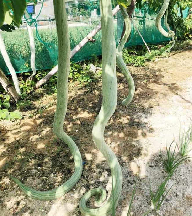 "Gói 5 Hạt " Hạt Giống Mướp Nhật(Mướp Rắn )