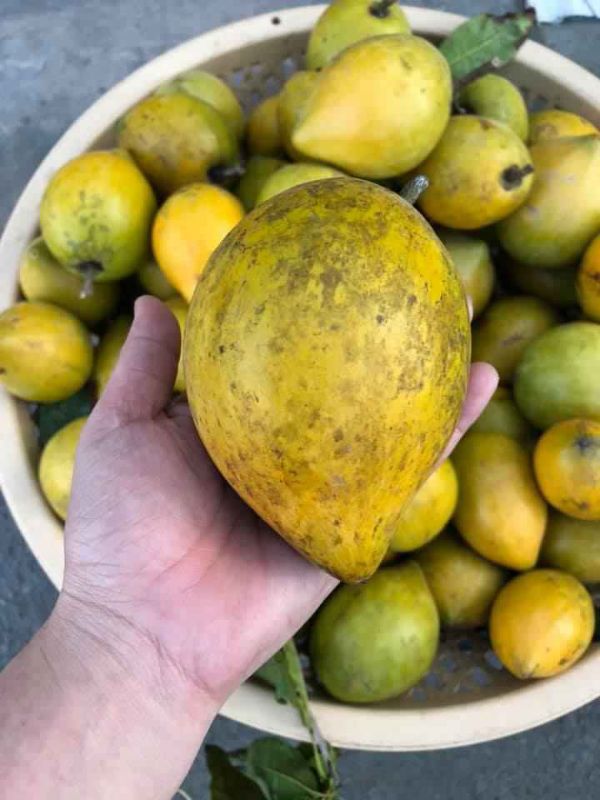 cây lêkima Thái cho trái quanh năm