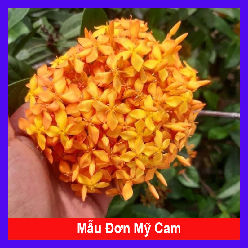 Mẫu Đơn Mỹ Cam - Cây Bông Trang Cam