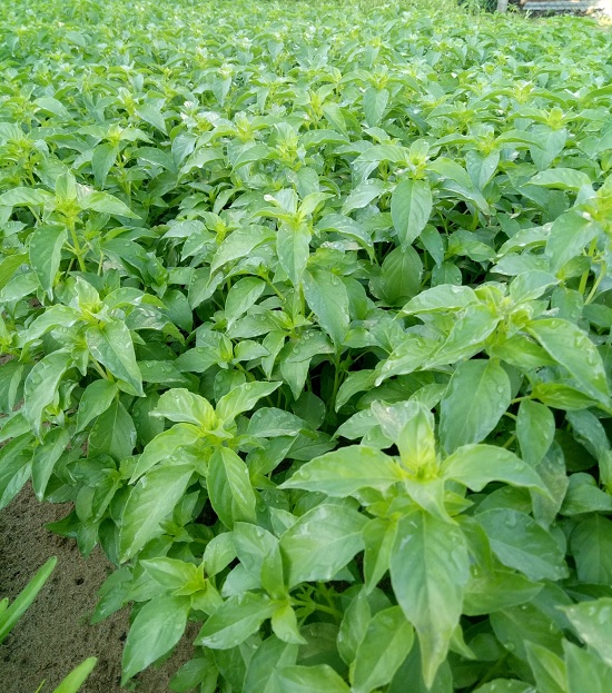 Hạt Giống Rau Quế Trắng (É Trắng) Phú Nông - 1g