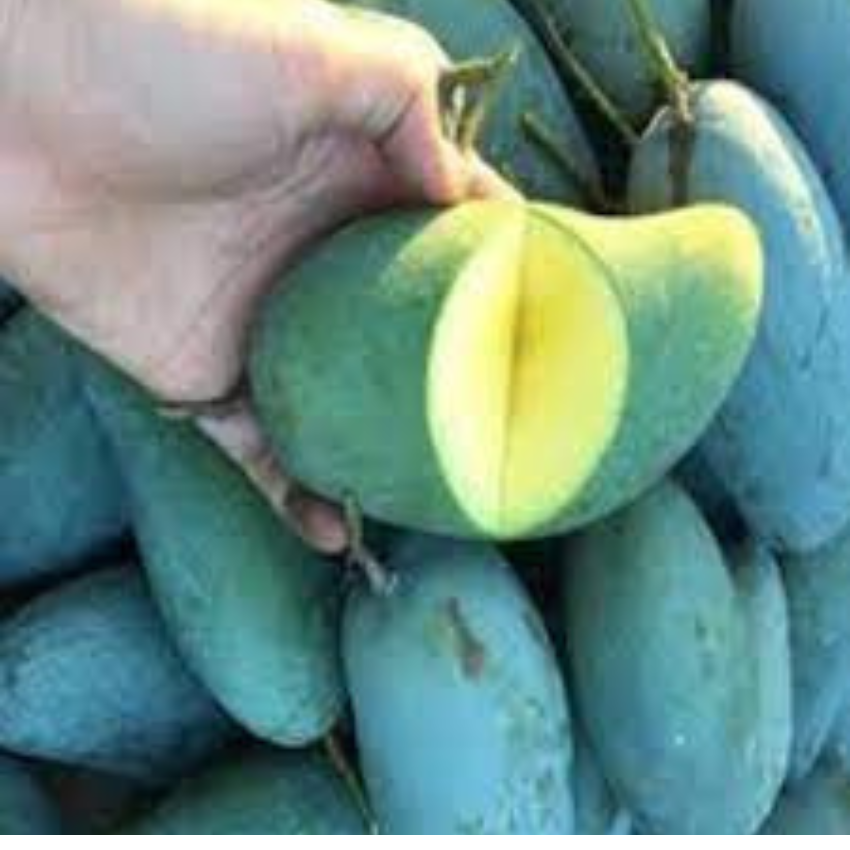 CÂY GIỐNG XOÀI THÁI HẠT LÉP CƠM DÀY