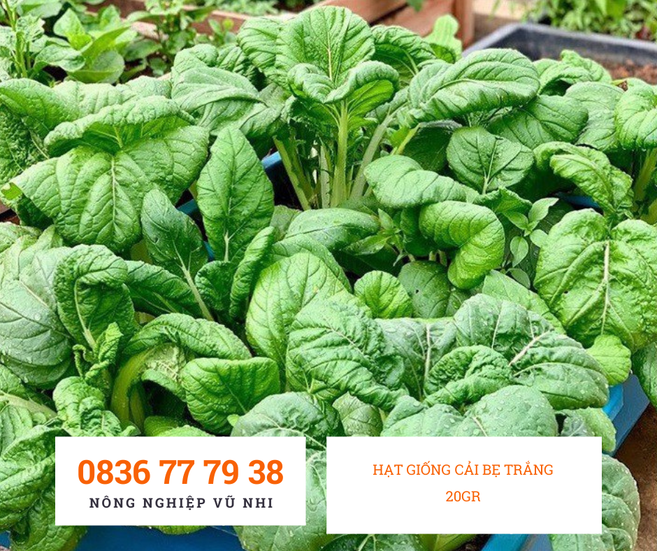 HẠT GIỐNG CẢI BẸ TRẮNG  20gr - hatgiong24h