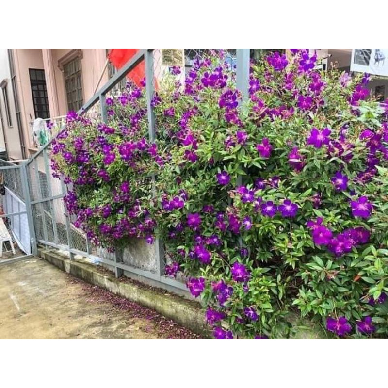 Cây giống sim thái hoa quanh năm