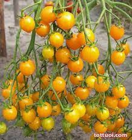 Hạt giống cà chua bi dây leo trái vàng(gói 20 hạt)
