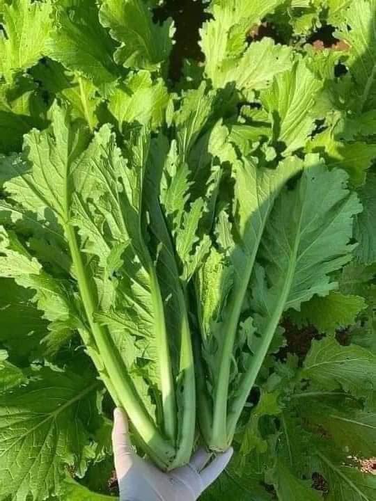 Hạt giống rau cải mèo {gói 20gram} - VTNT