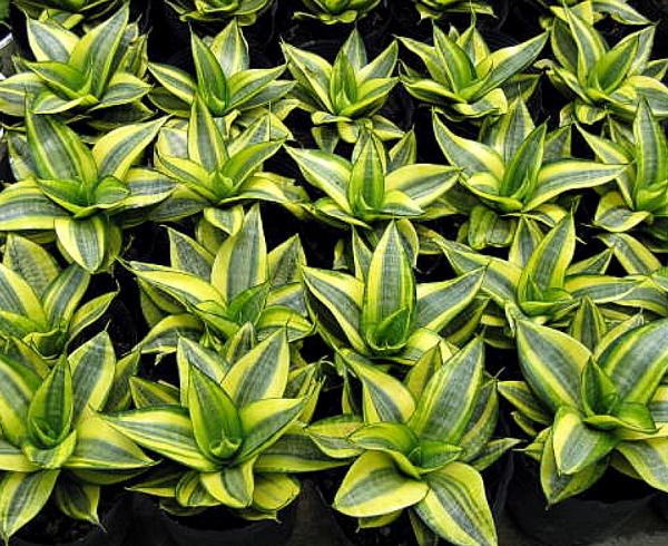 Lưỡi Hổ Vàng - Chậu Cây Phong Thủy tượng trưng cho sự mạnh mẽ như hổ, mang lại may mắn cho người trồng, thích hợp trang trí bàn làm việc, quán cà phê, ban công nhà