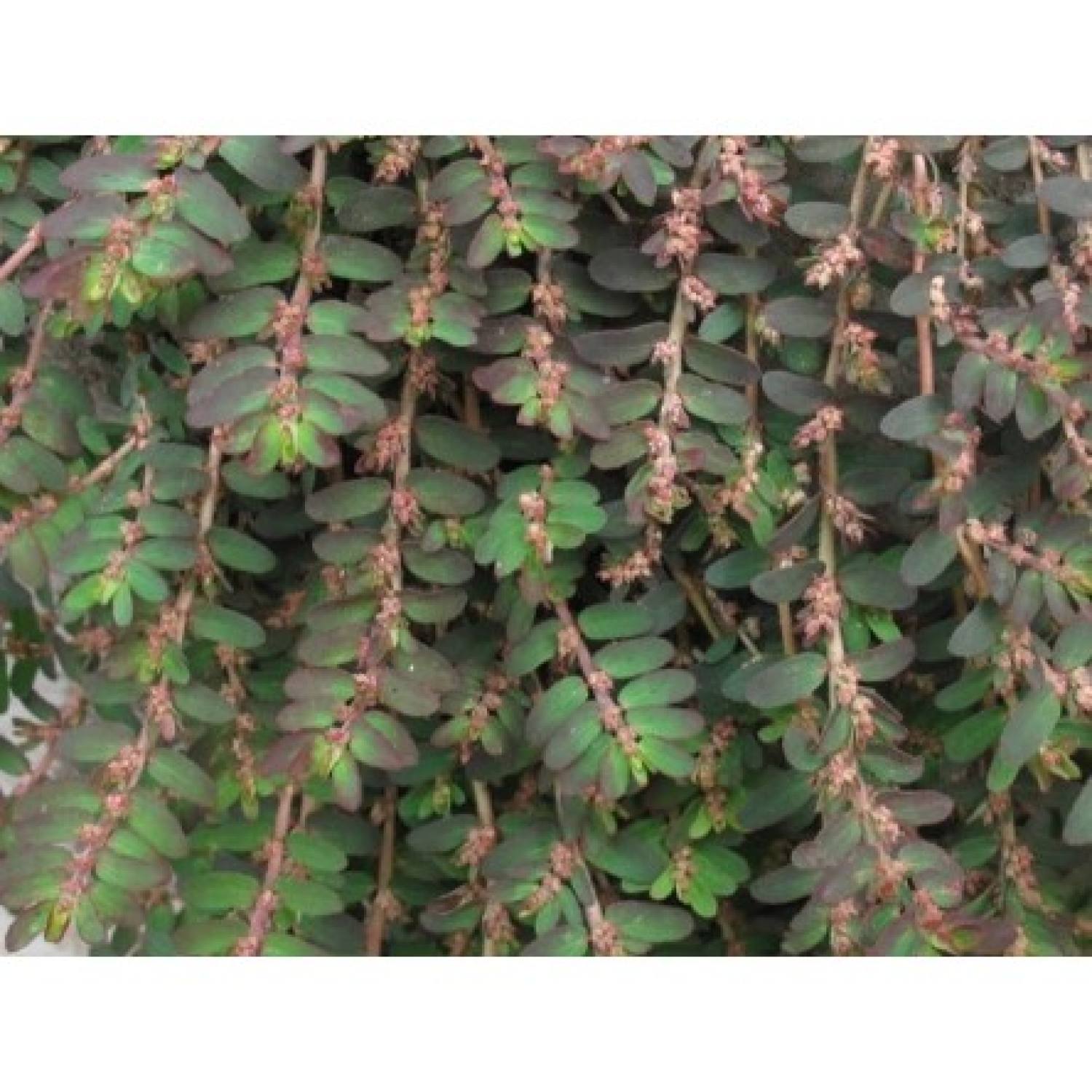 1kg cây cỏ sữa khô hàng lᴏại 1
