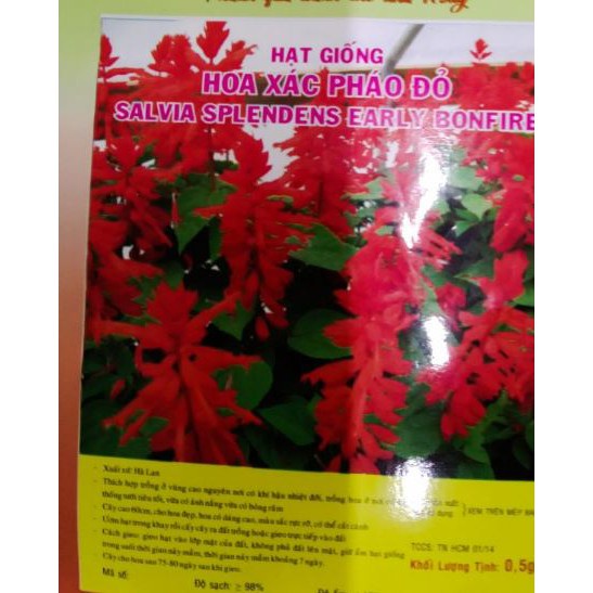 HẠT GIỐNG HOA XÁC PHÁO ĐỎ - GÓI 0,5 GRAM