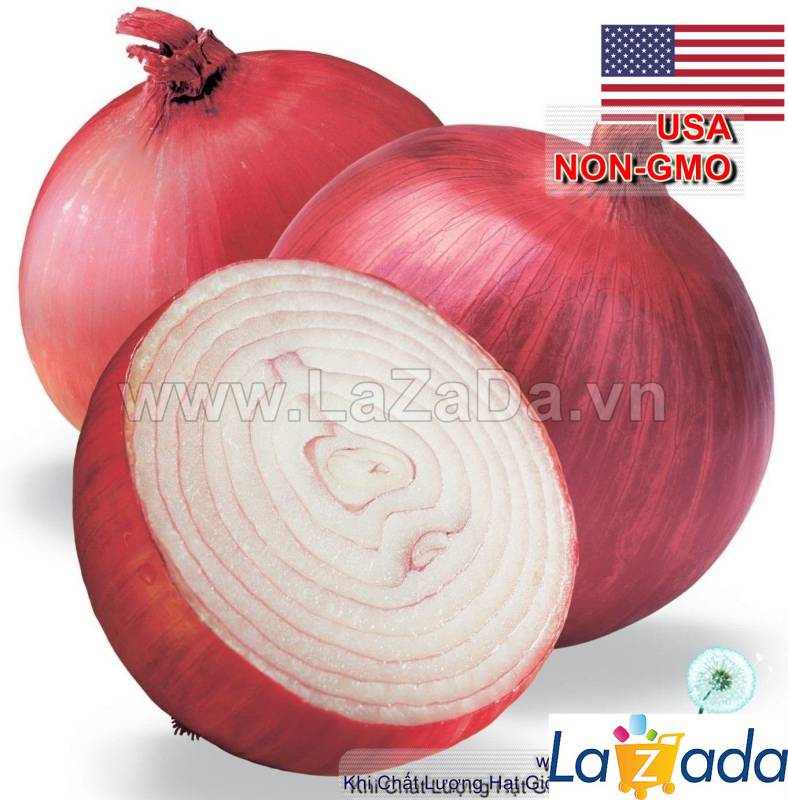 5GR 800.HẠT Hạt Giống Hành Tây Đỏ Mỹ Ruby (| C24*W21)