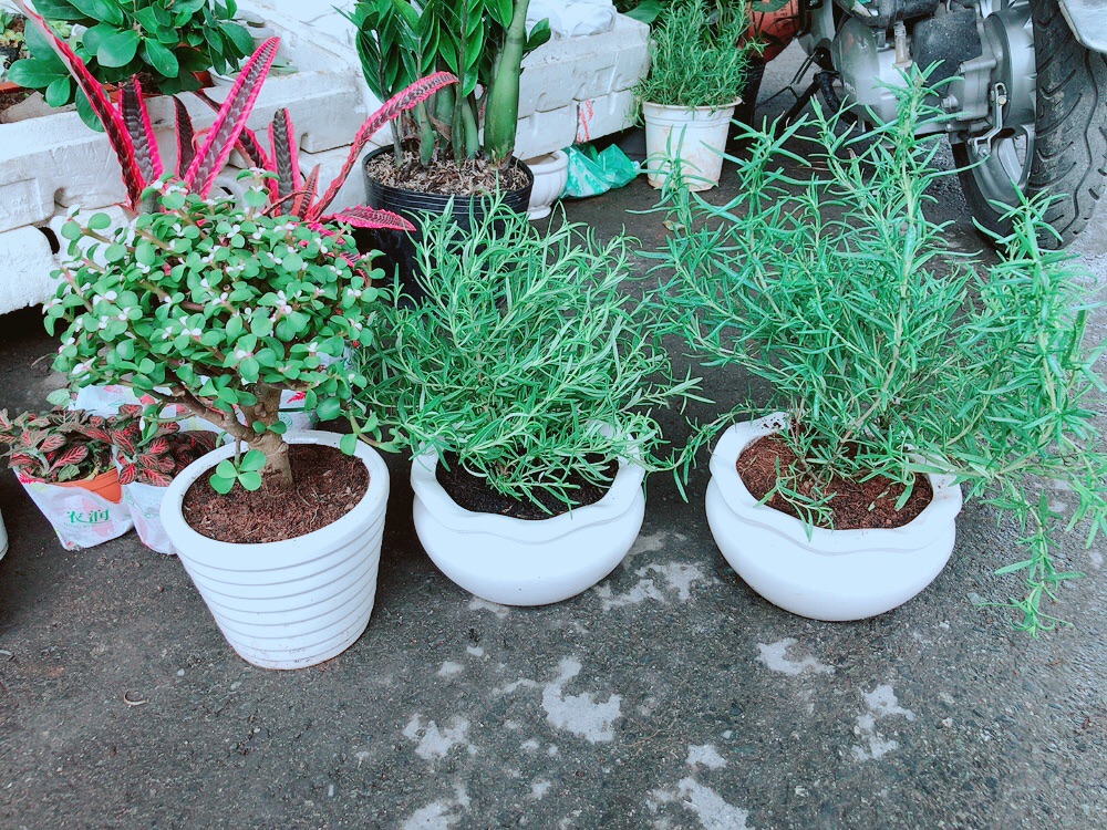 Chậu Sen Đá Cổ Thụ
