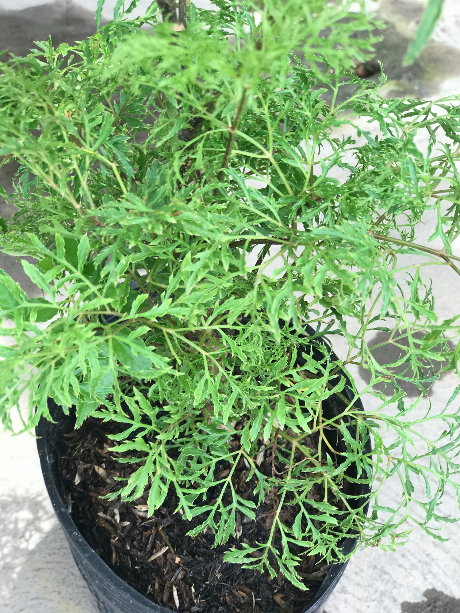 Cây Đinh lăng + tặng phân bón cho cây mau lớn