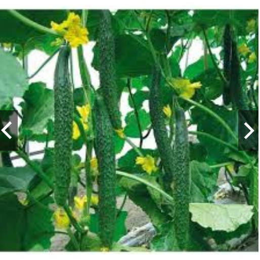 Hạt Giống Dưa Leo Nhật- Dưa Kiếm F1