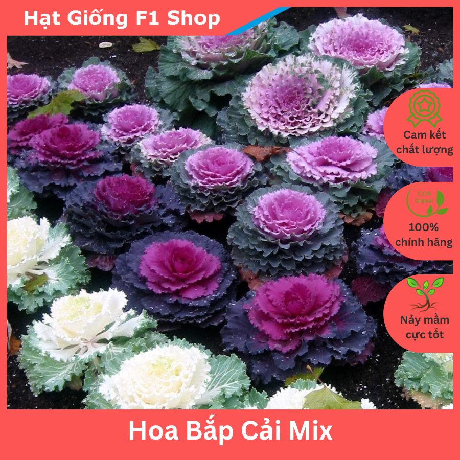 Hạt Giống Hoa Bắp Cải Nhiều Màu Mix (057.F1)