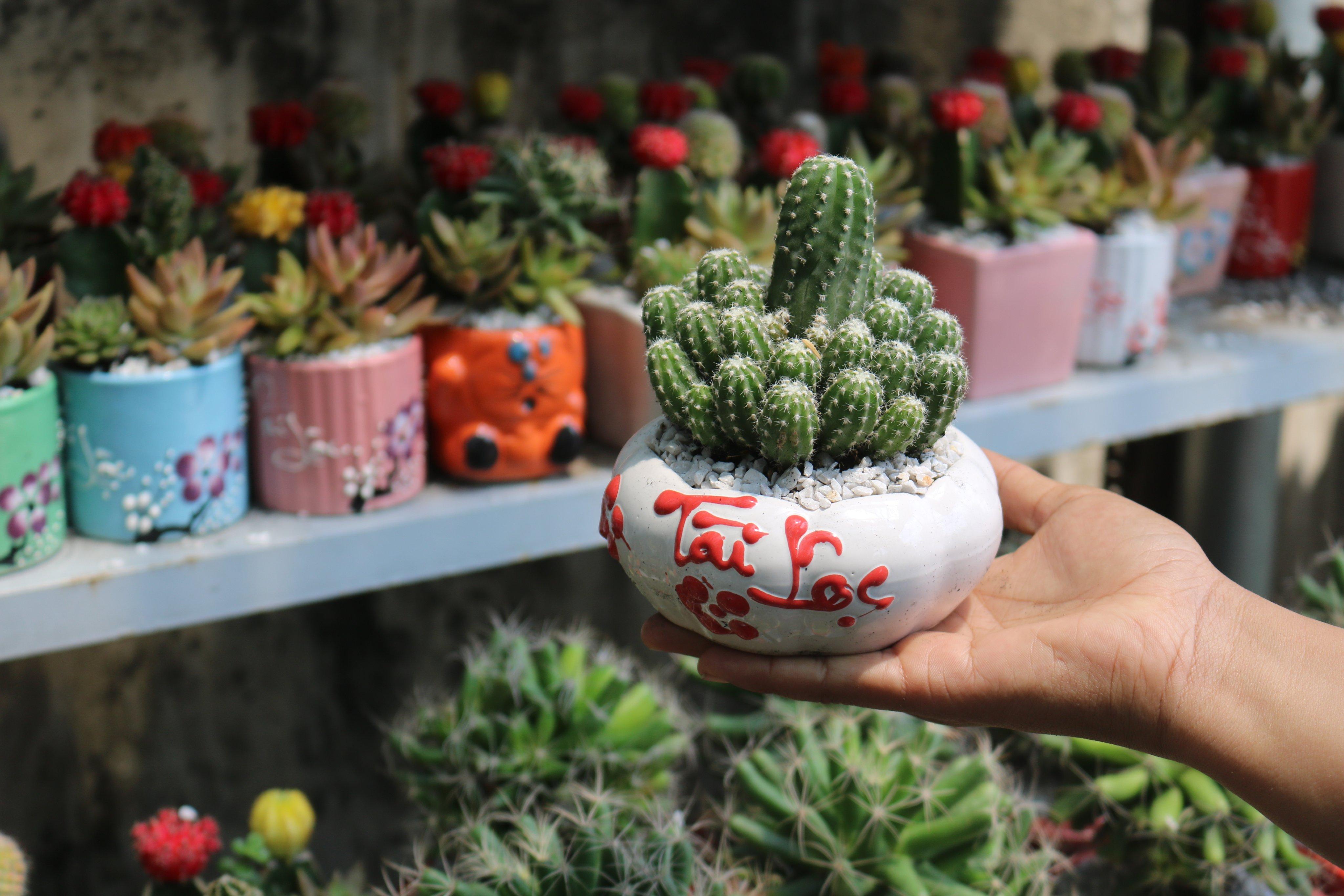 Chậu Sứ Xương Rồng chùm