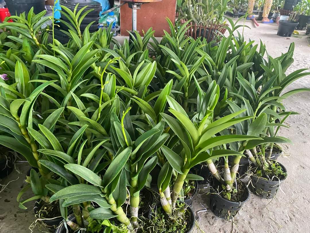 HOA LAN DENRO NẮNG HOÀNG LONG