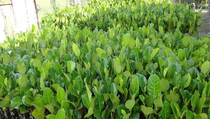 Cây Mít Siêu Sớm Cây (Mít Changai da xanh)