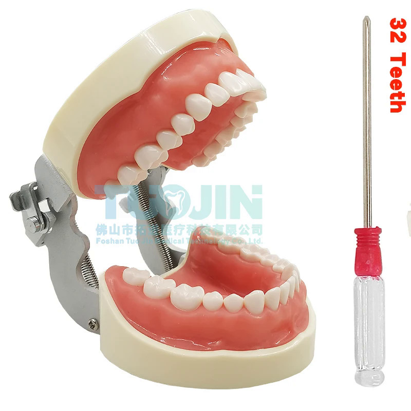 Nha khoa 32 nướu mềm có thể tháo rời mô hình răng nha sĩ veneer chuẩn bị răng chỉnh nha sinh viên sản phẩm thực hành giảng dạy bằng miệng