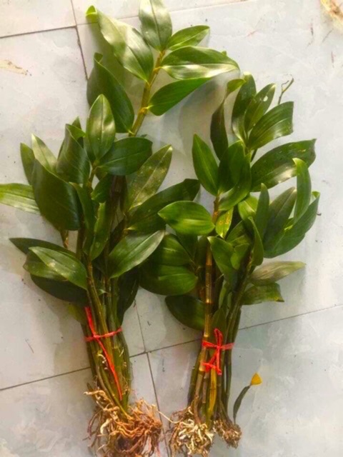 kiều vàng như hình