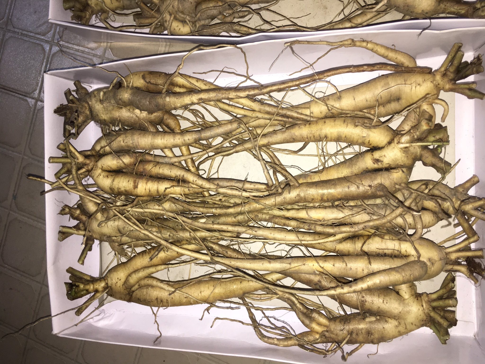Nhân sâm tươi dùng để ngâm rượu - 690k/kg