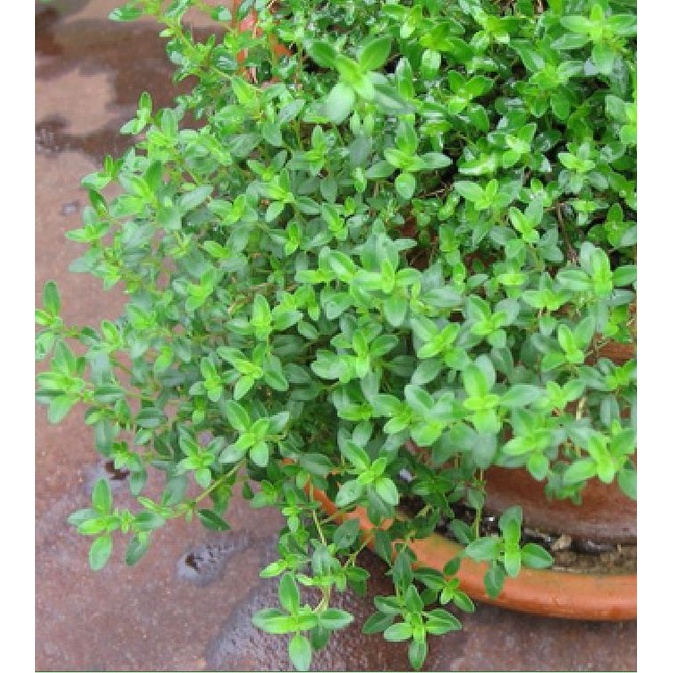 Hạt giống Cỏ Xạ Hương (Thyme) - Gói 100 hạt