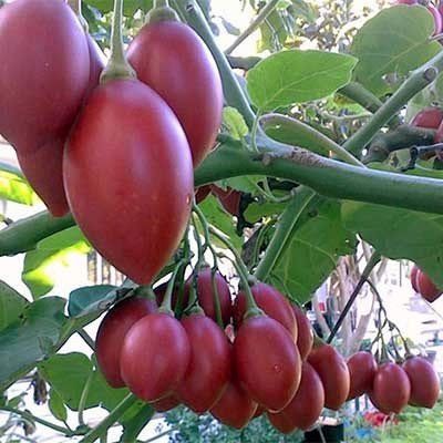 10h Hạt Giống Cà Chua Thân Gỗ Tamarillo Đỏ