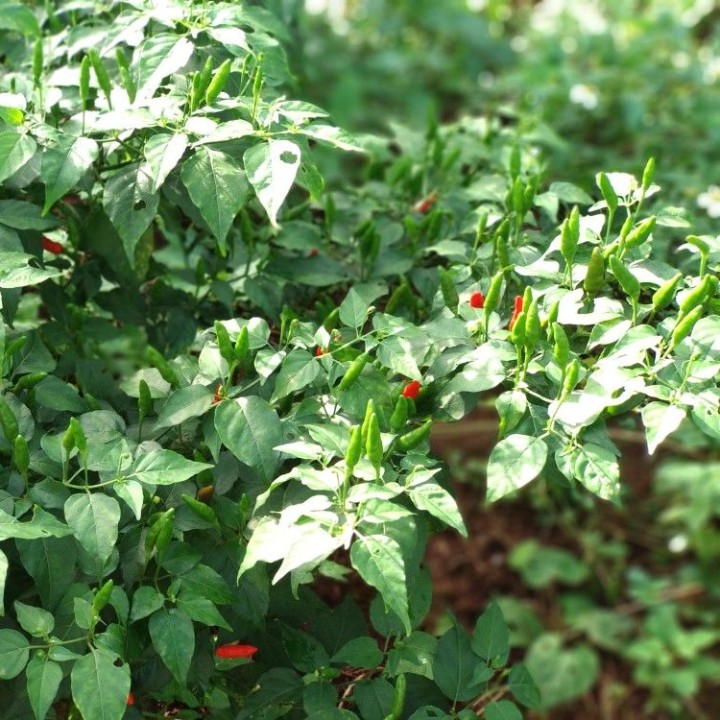 Hạt giống ớt thóc (ớt xiêm rừng) - gói 30 hạt
