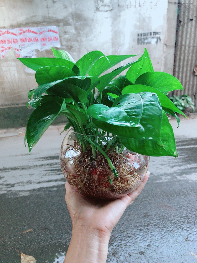 Trầu Bà Thái Thuỷ Sinh