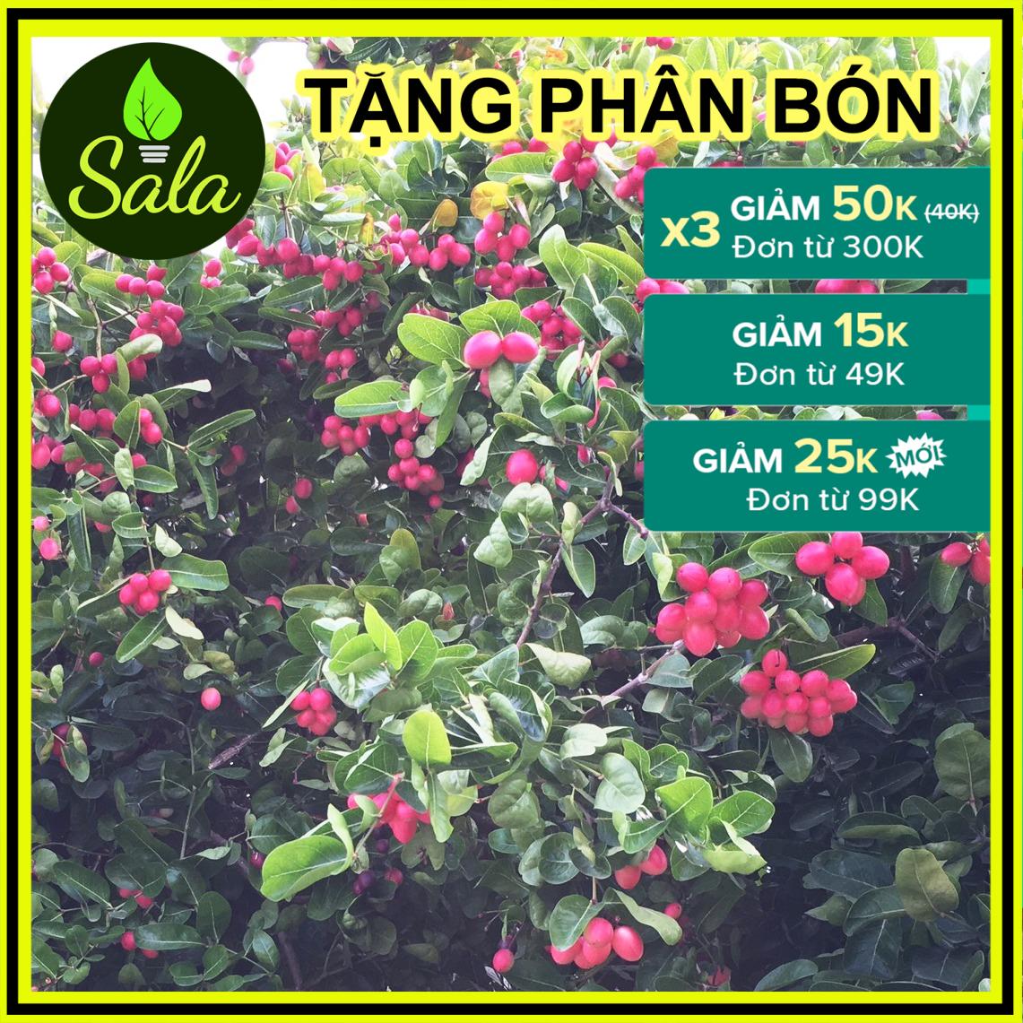 [Cây lớn 2 năm tuổi] Cây siro siêu trái - cây giống si rô